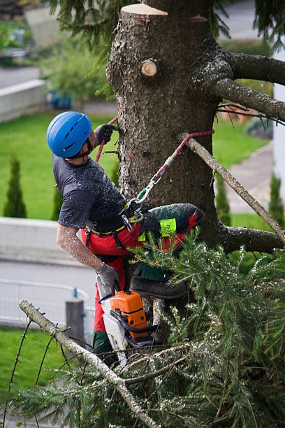 Best Tree Trimming and Pruning  in Los Alamos, CA